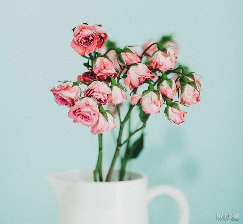 عکس گل سرخ برای پروفایل