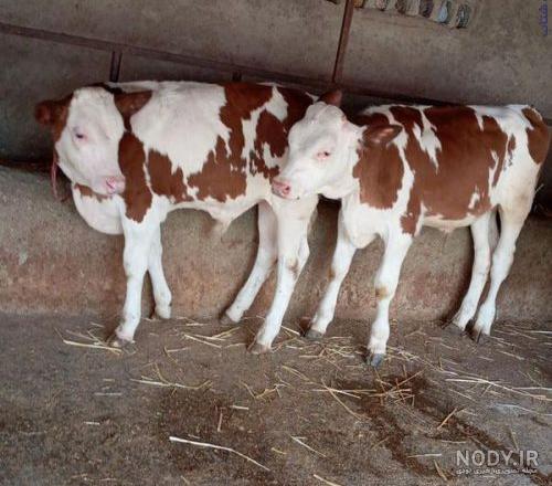 فروش گوساله سمینتال اصل