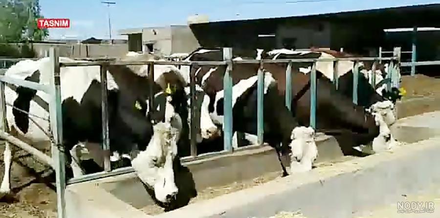 مشهورترین انواع نژاد گاو در دنیا کدام اند؟ انواع نژاد گاو شیری و ...
