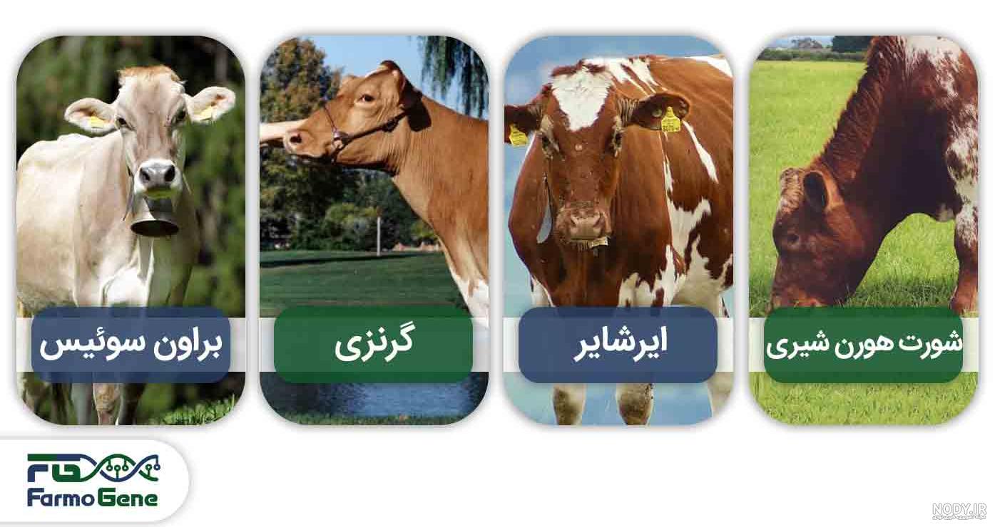 نخستین دامداری گاو سمینتال در جنوب شرق کشور