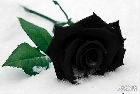 100 عکس گل های زیبا و قشنگ برای پروفایل | عکس پروفایل گل رز