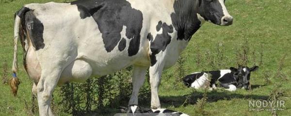 این گاو دوسر دارد، چهار چشم و یک مغز و همچنان زنده