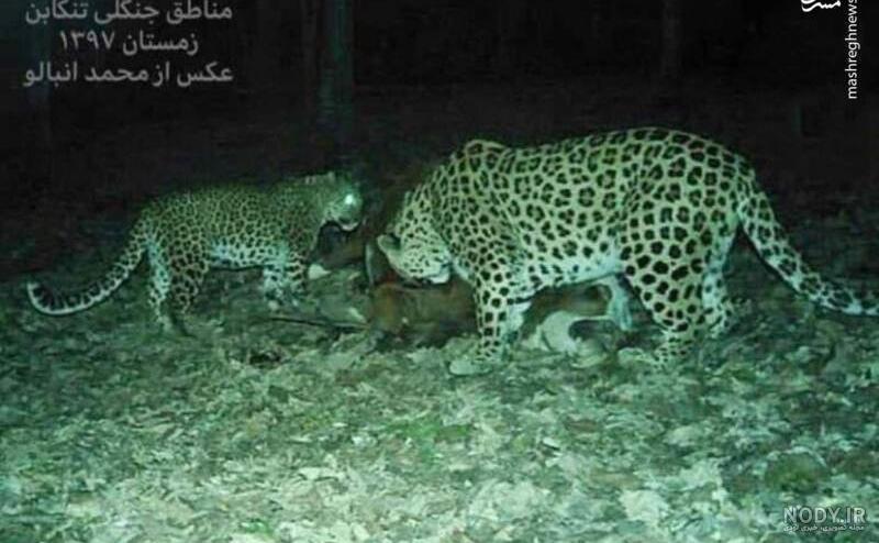 تصاویر | یک متر و ۴۰ سانتی متر قد و ۶۰۰ کیلوگرم وزن ؛ این گاوها ... تصاویر | یک متر و ۴۰ سانتی متر قد و ۶۰۰ کیلوگرم وزن ؛ این گاوها ...