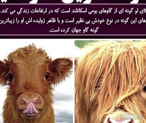 تولد گاو دو سر در اندونزی +عکس - مشرق نیوز