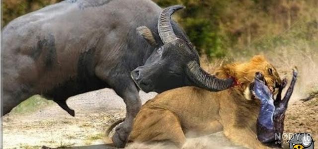 دانلود عکس گاو قهوه ای در جنگل دانلود عکس گاو قهوه ای در جنگل