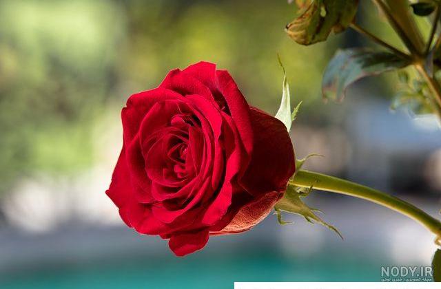 عکس دختر با گل برای پروفایل 1401 | باکلاس عکس دختر با گل برای ...