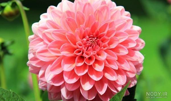 عکس کارتونی گل بابونه برای والپیر لپ تاپ باکیفیت بالا