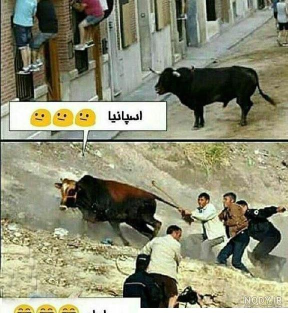 عکس گاو خنده دار عکس گاو خنده دار