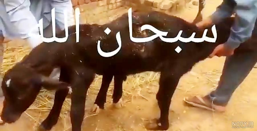 عکس گاو دو سر