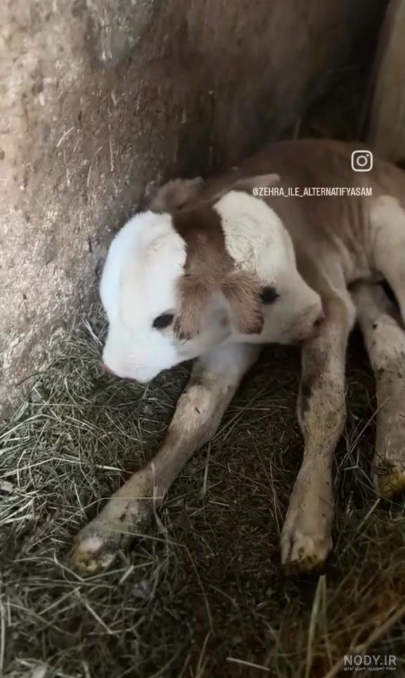عکس گاو دوقلو