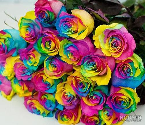 عکس گل برای اعضای گروه - عکس نودی