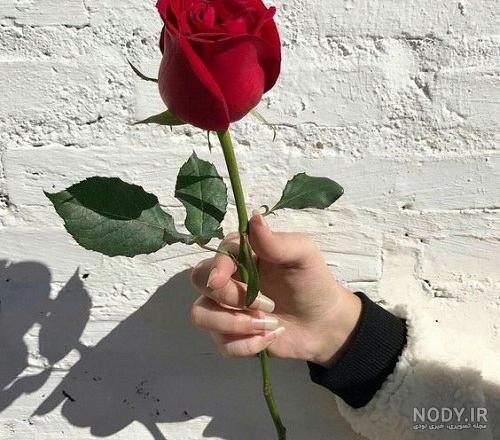 عکس گل برای پروفایل شاد، روبیکا، واتساپ، اینستا، ایتا - مثبت 1 عکس گل برای پروفایل شاد، روبیکا، واتساپ، اینستا، ایتا - مثبت 1