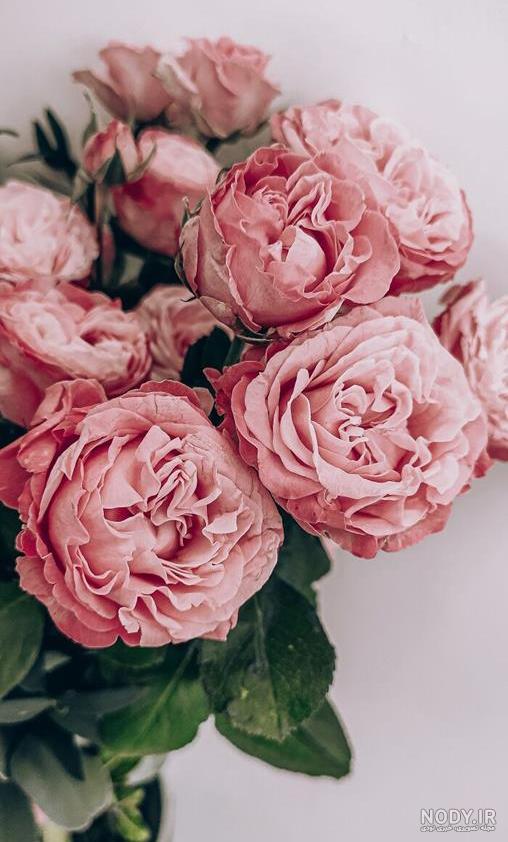 عکس گل برای پروفایل | عکس گل برای پروفایل واتساپ دخترانه | عکس گل ... عکس گل برای پروفایل | عکس گل برای پروفایل واتساپ دخترانه | عکس گل ...