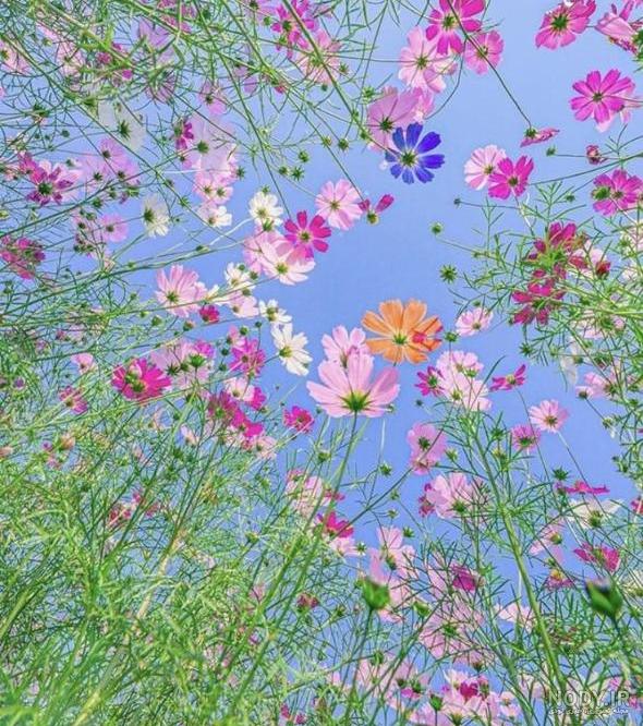 عکس گل رز برای پروفایل تلگرام و اینستاگرام • مجله تصویر زندگی عکس گل رز برای پروفایل تلگرام و اینستاگرام • مجله تصویر زندگی
