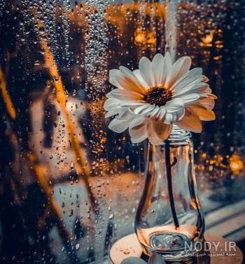 عکس گل رز برای پروفایل - عکس نودی عکس گل رز برای پروفایل - عکس نودی