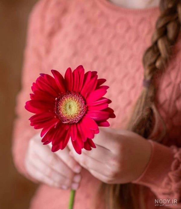 عکس گل رز دخترونه برای پروفایل ❤️ [ بهترین تصاویر ]