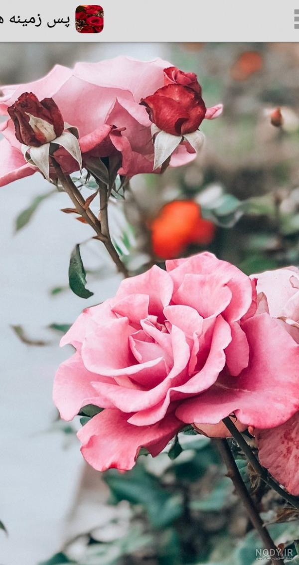عکس گل زیبا برای تصویر زمینه گوشی هواوی عکس گل زیبا برای تصویر زمینه گوشی هواوی