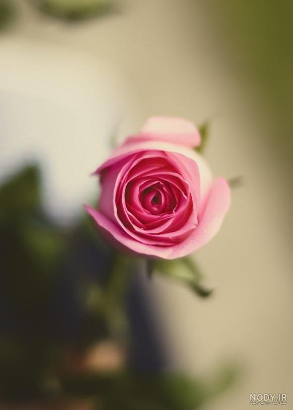 عکس گل زیبا برای پروفایل تلگرام و اینستا + جملات ناب و احساسی عکس گل زیبا برای پروفایل تلگرام و اینستا + جملات ناب و احساسی