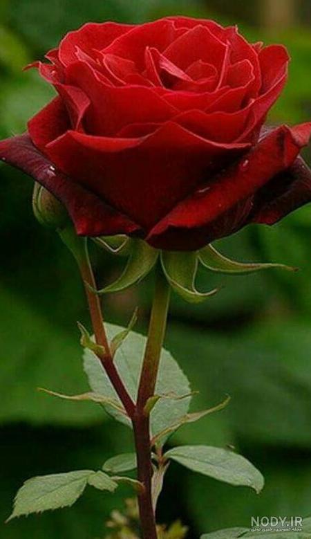 عکس گل زیبا برای پروفایل گروه