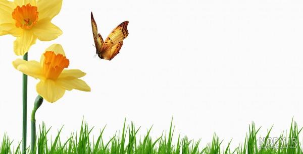 عکس گل های زیبا کارتونی - عکس نودی