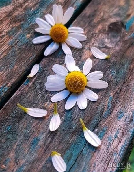عکس گل های زیبا کارتونی - عکس نودی