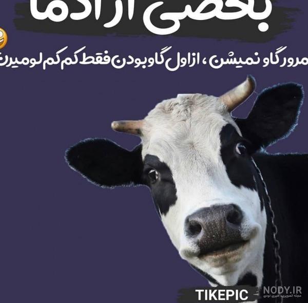 کلیپ خنده دار دعوای انسان با گاو کلیپ خنده دار دعوای انسان با گاو