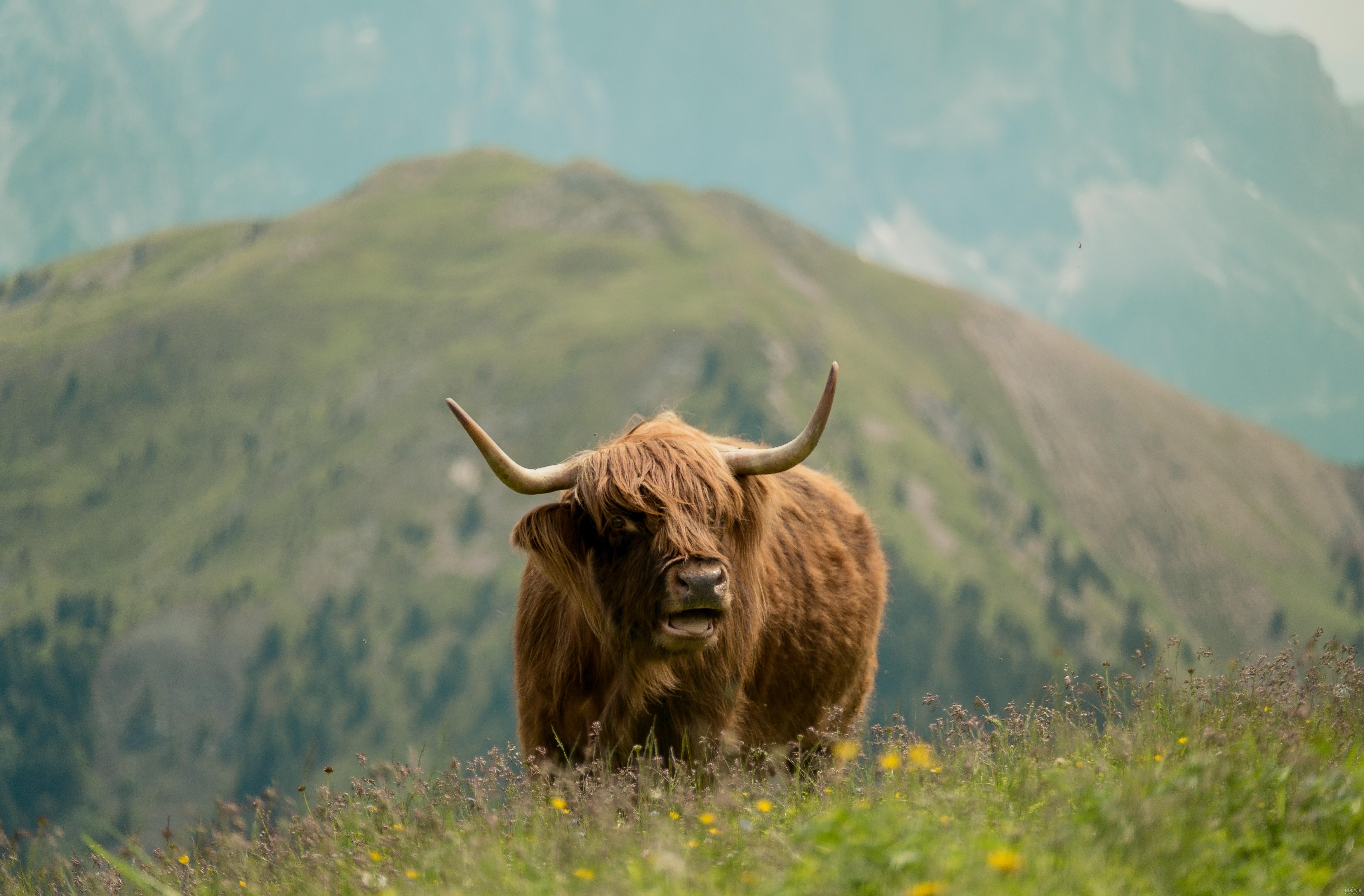 گالری عکس از انواع گاو , Buffalo گالری عکس از انواع گاو , Buffalo