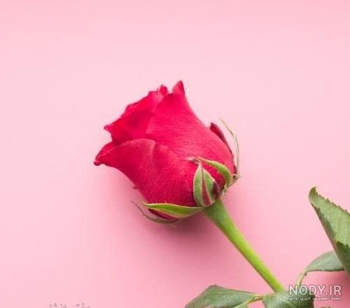 100 عکس گل زیبا برای پروفایل ❤️❤️ 100 عکس گل زیبا برای پروفایل ❤️❤️