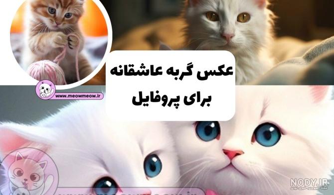 عکس پروفایل گربه دخترونه