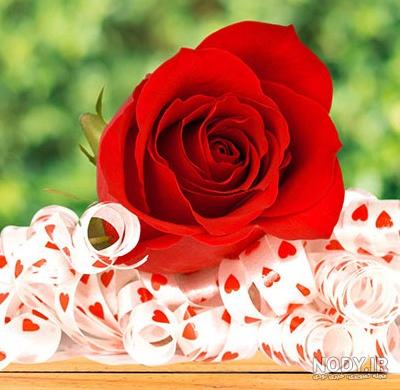 عکس گل برای پروفایل سروش عکس گل برای پروفایل سروش