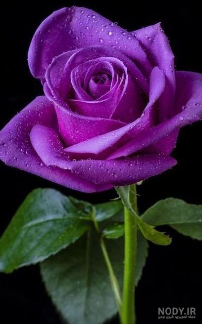 عکس گل برای پروفایل سیاه عکس گل برای پروفایل سیاه