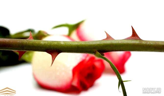 عکس گل رز خاردار عکس گل رز خاردار