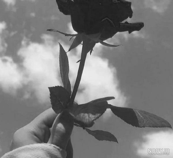 عکس گل سیاه و سفید برای پروفایل عکس گل سیاه و سفید برای پروفایل