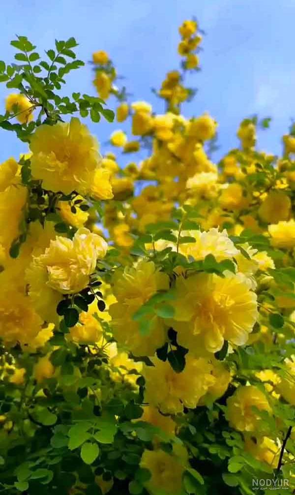 70 عکس گل و منظره زیبا برای پروفایل 2023؛ بدون متن/ بینظیر/ واقعا ... 70 عکس گل و منظره زیبا برای پروفایل 2023؛ بدون متن/ بینظیر/ واقعا ...