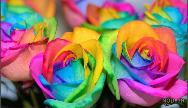 آلبوم عکس گلهای زیبا برای پروفایل 2019 جدید - تــــــــوپ تـــــــــاپ آلبوم عکس گلهای زیبا برای پروفایل 2019 جدید - تــــــــوپ تـــــــــاپ