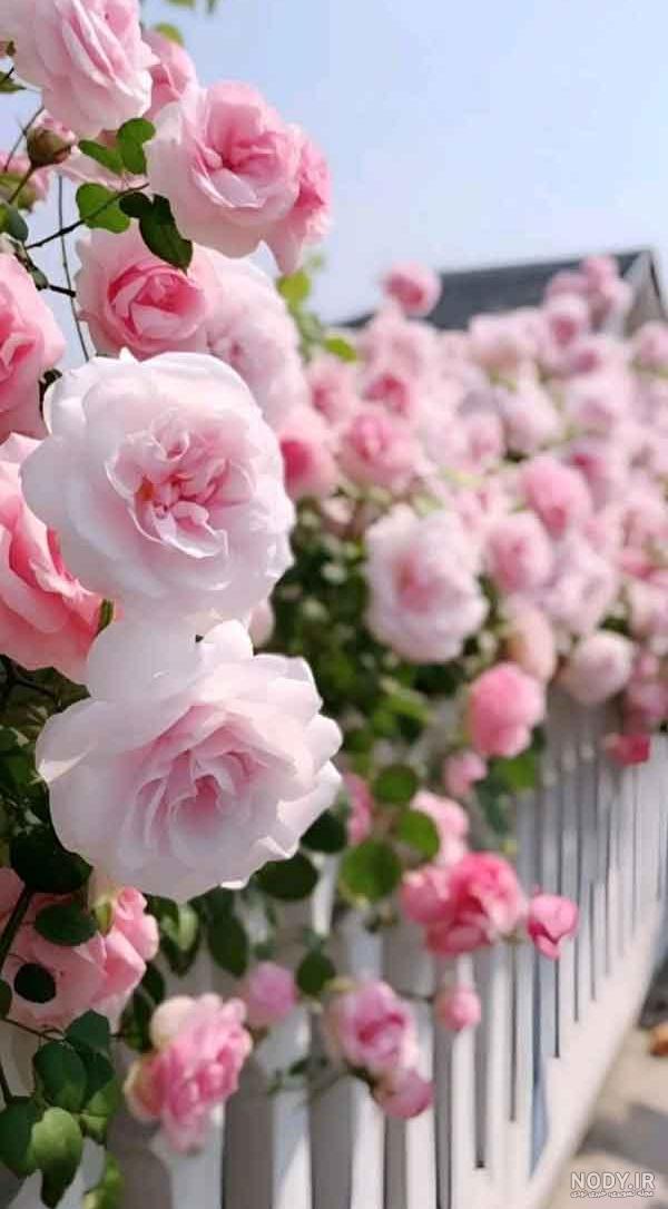بهترین عکس های گل برای پروفایل بهترین عکس های گل برای پروفایل