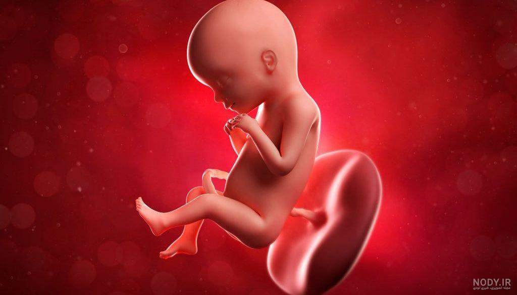 عکس جنین دختر در 20 هفتگی | مرکز تصویربرداری دکتر شاکری