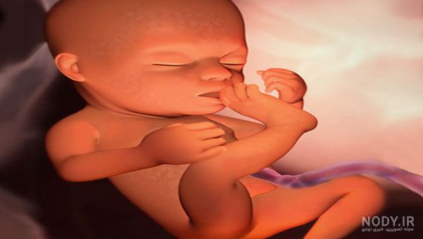 عکس جنین در هفته بیستم بارداری تصویر و اندازه جنین | نی نی پلاس