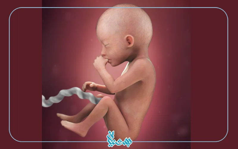 عکس جنین پسر در 20 هفتگی - عکس نودی
