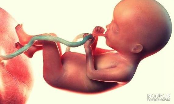 عکس واقعی جنین 20 هفته دختر