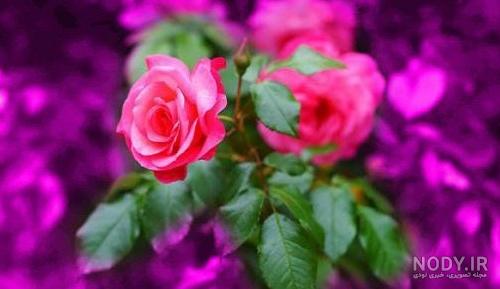 عکس های گل برای پروفایل عکس های گل برای پروفایل