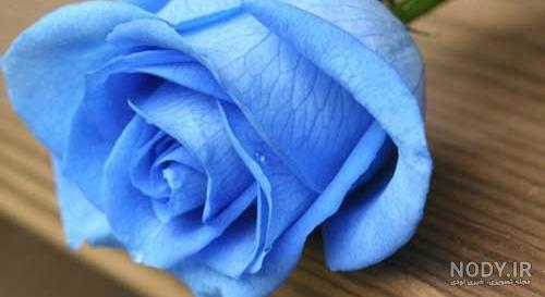 عکس گل برای پروفایل ، عکسهای فانتزی گل های زیبا برای پروفایل ... عکس گل برای پروفایل ، عکسهای فانتزی گل های زیبا برای پروفایل ...