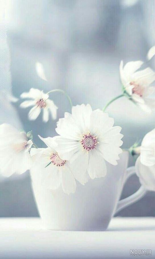 عکس گل برای پروفایل سفید عکس گل برای پروفایل سفید