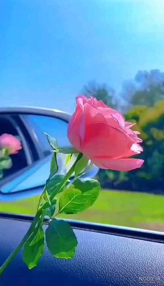 عکس گل های خوشگل برای پروفایل عکس گل های خوشگل برای پروفایل