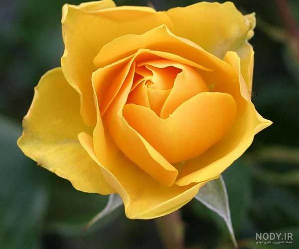 عکس گل رز نارنجی - عکس نودی