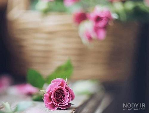 عکس گل زیبا برای پروفایل ❤️ [ بهترین تصاویر ]