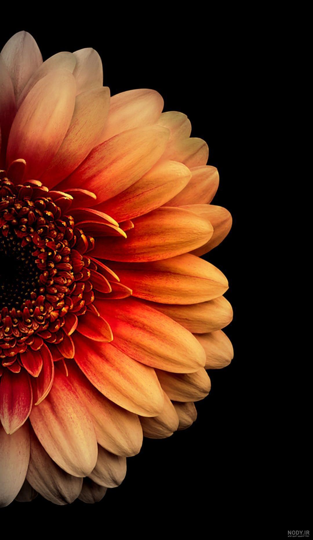 عکس گل زیبای نارنجی