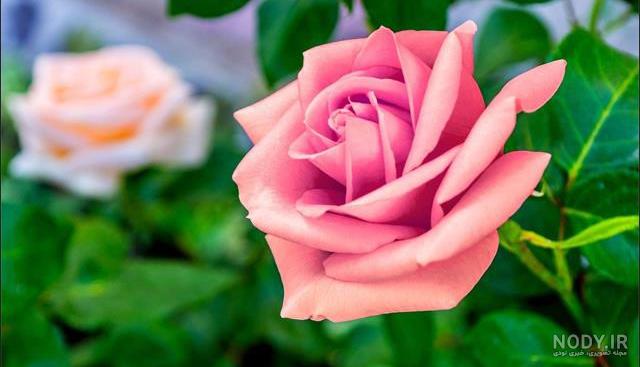 عکس گل 1401 | عکس گل برای پروفایل شاد | عکس گل برای پروفایل شاد ... عکس گل 1401 | عکس گل برای پروفایل شاد | عکس گل برای پروفایل شاد ...