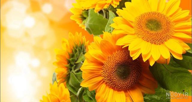 عکس گل فوق العاده زیبا برای پروفایل | تصاویر جذاب ترین گل های جهان عکس گل فوق العاده زیبا برای پروفایل | تصاویر جذاب ترین گل های جهان