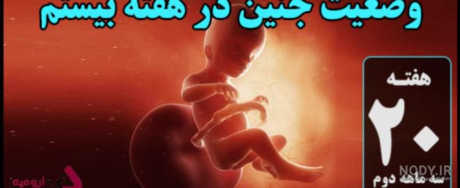 هفته 20 بارداری